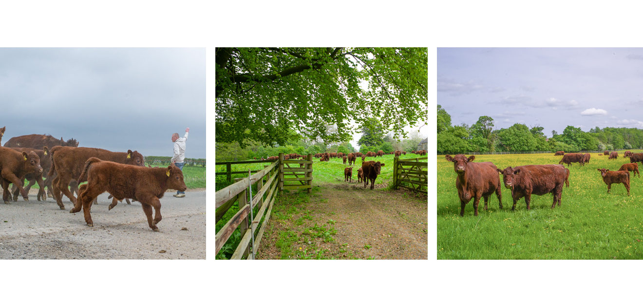 lincoln red cattle