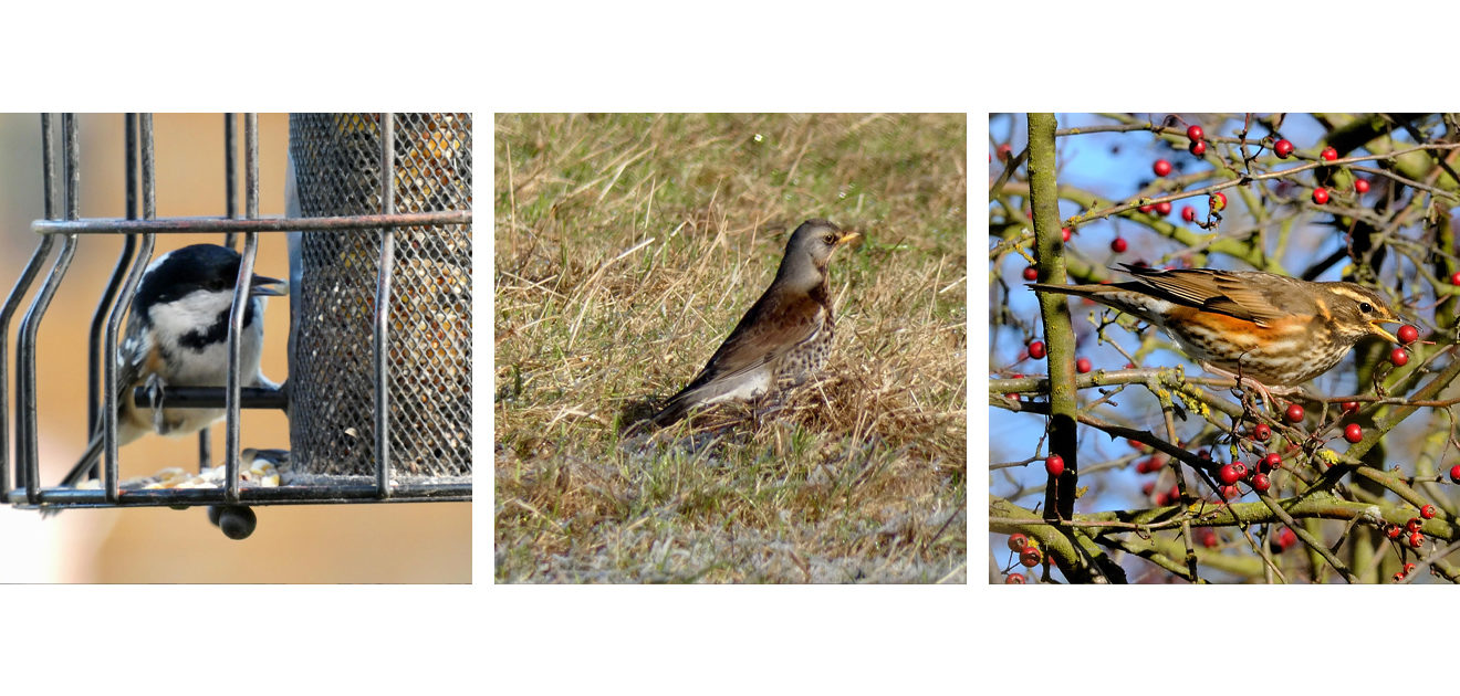 redwing fieldfare coal tit