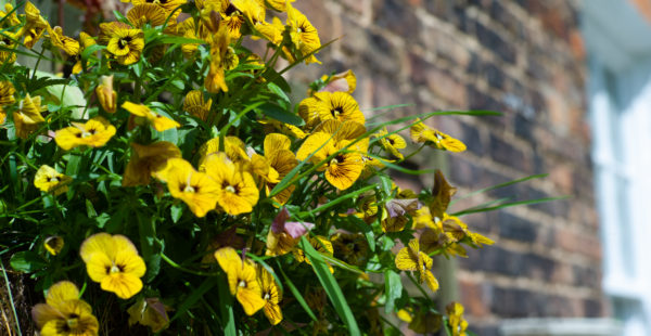 flowers in walled garden