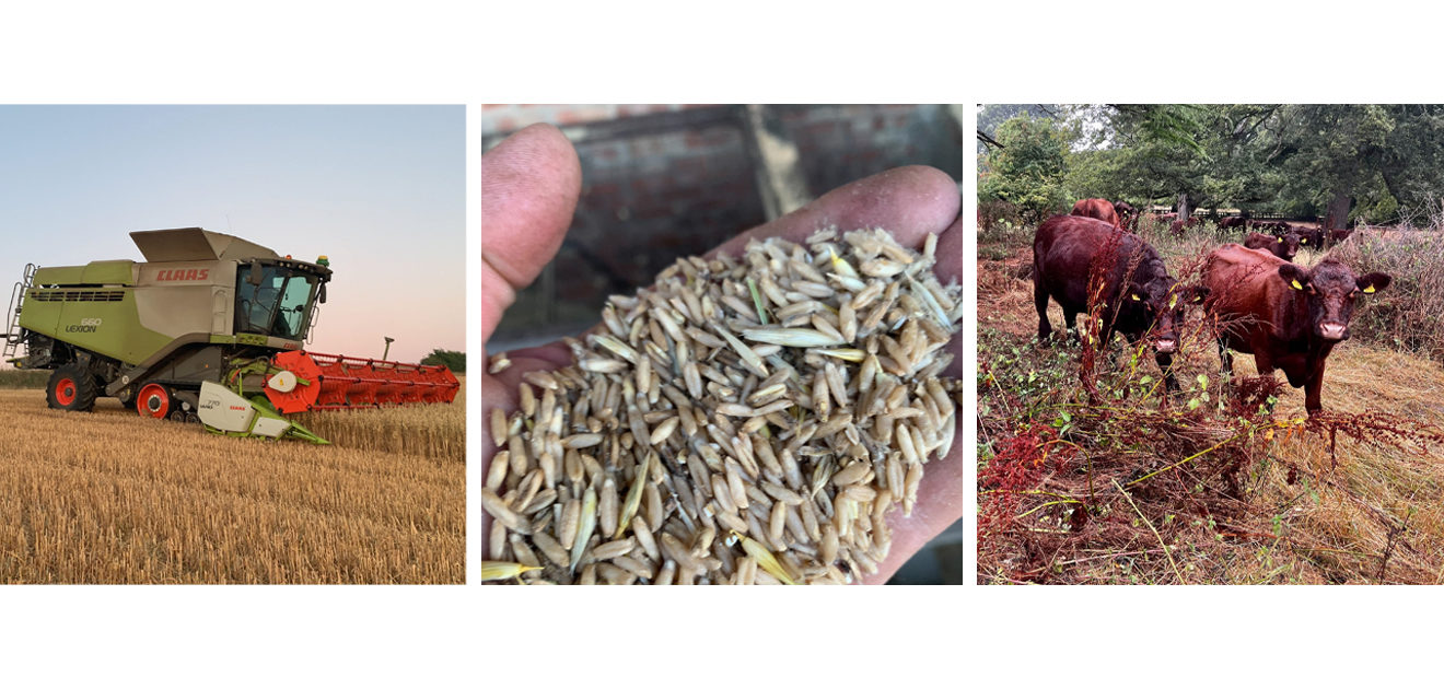 harvest, oats & Lincoln Reds