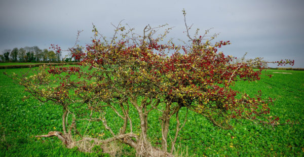 hawthorn berries