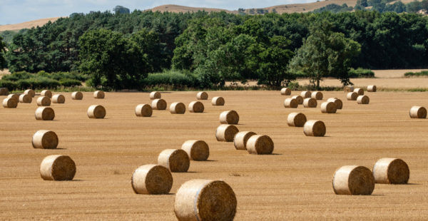 hay bales