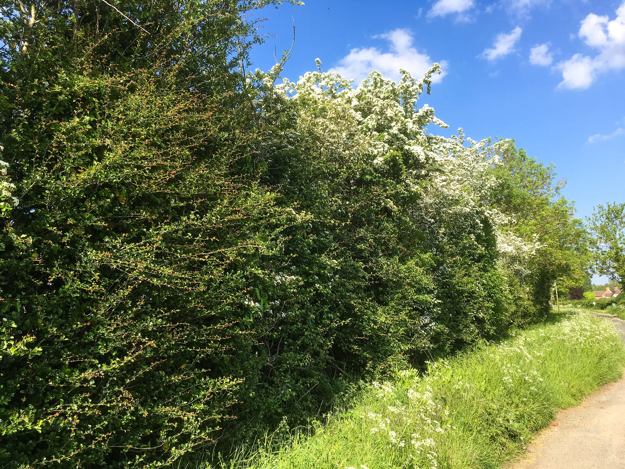 Kilometres Of Hedgerows & Centuries Of Farming History - South Ormsby 