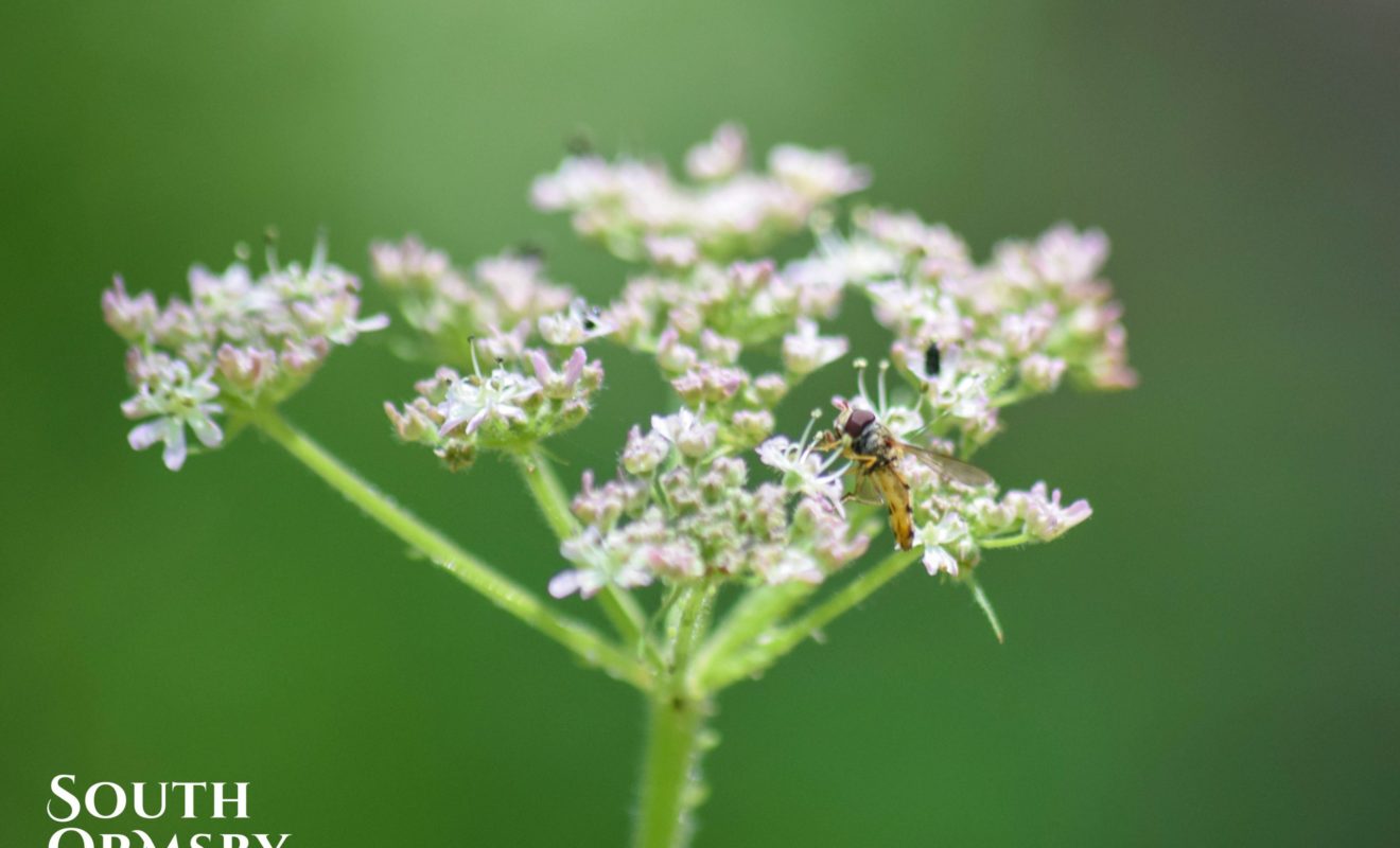 hoverfly