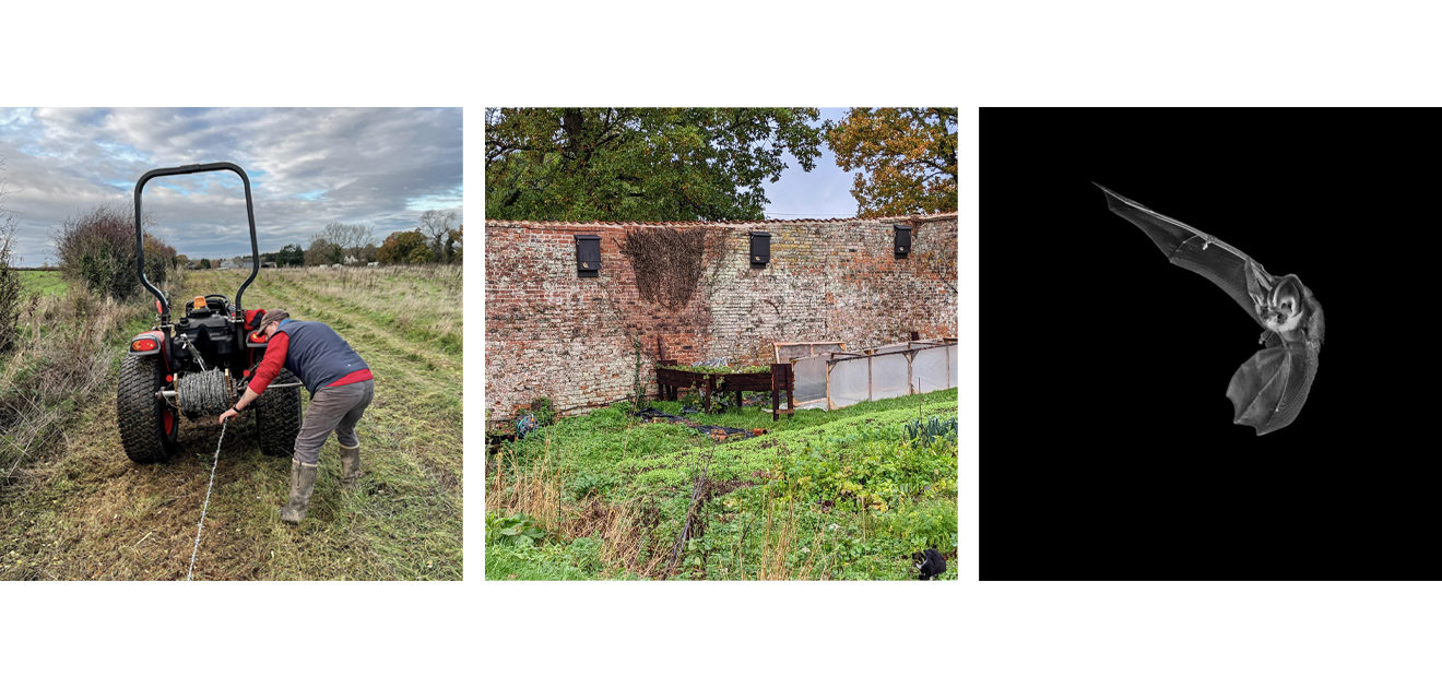 barbed wire reclaim & bat boxes