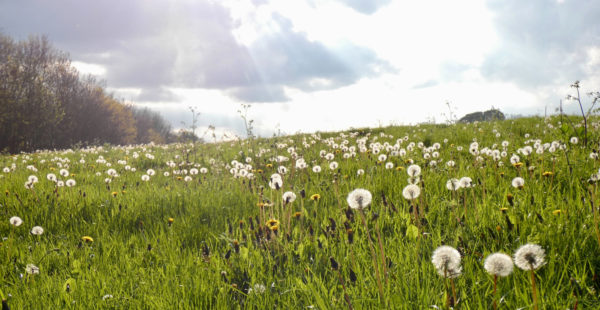 dandelions