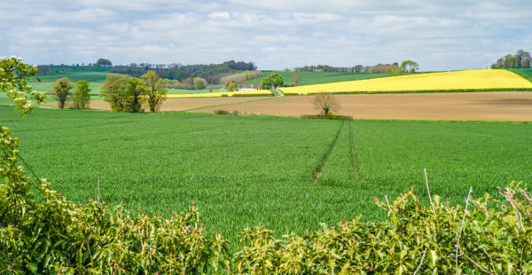 wolds spring landscape