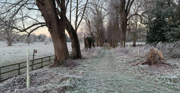 lime tree walk