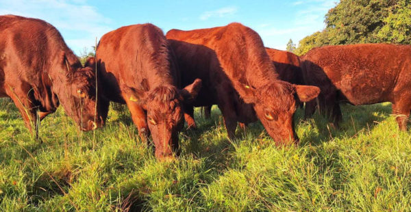 lincoln red cattle