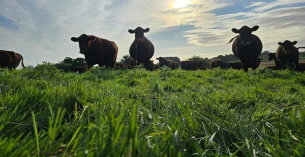 lincoln red cattle