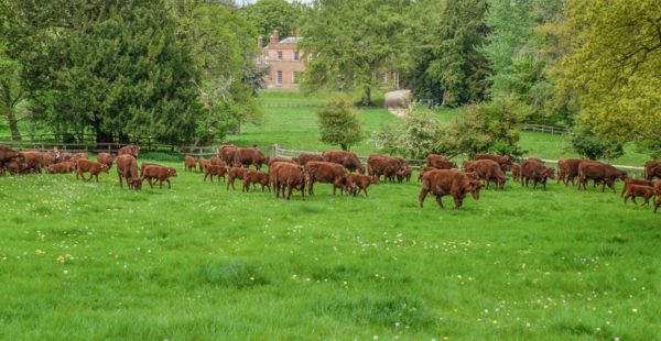 lincoln reds