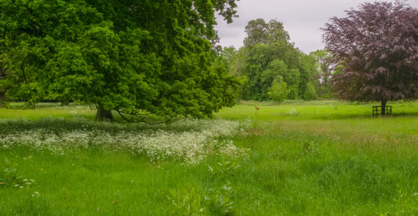 south ormsby estate parkland