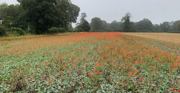 poppies in swedes