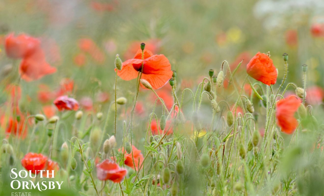 Poppies In Meadow