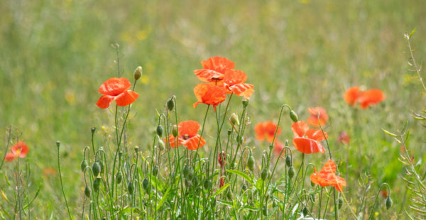 poppies