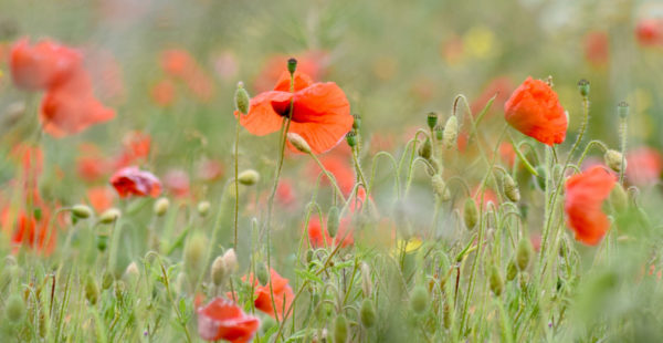 Poppies