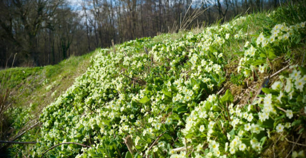 primroses