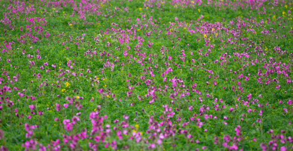 wild flower margin