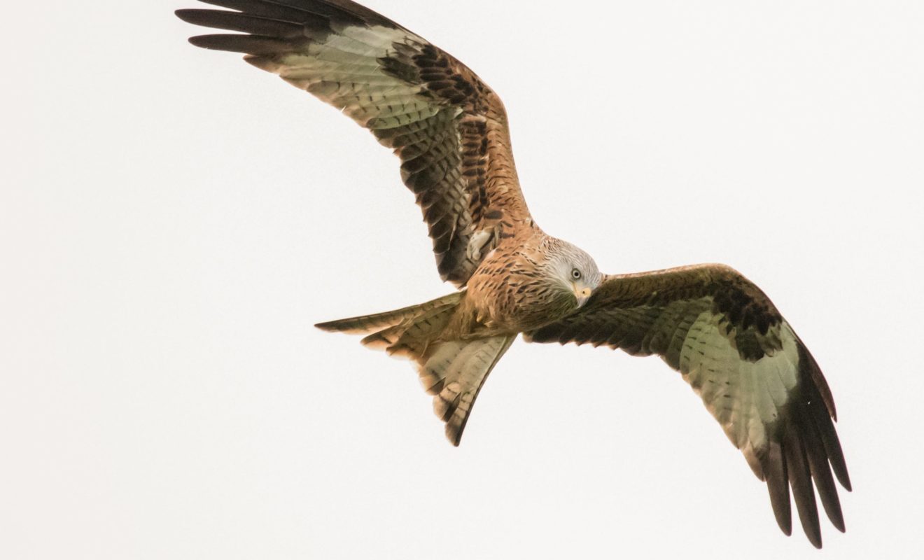 red kite bird