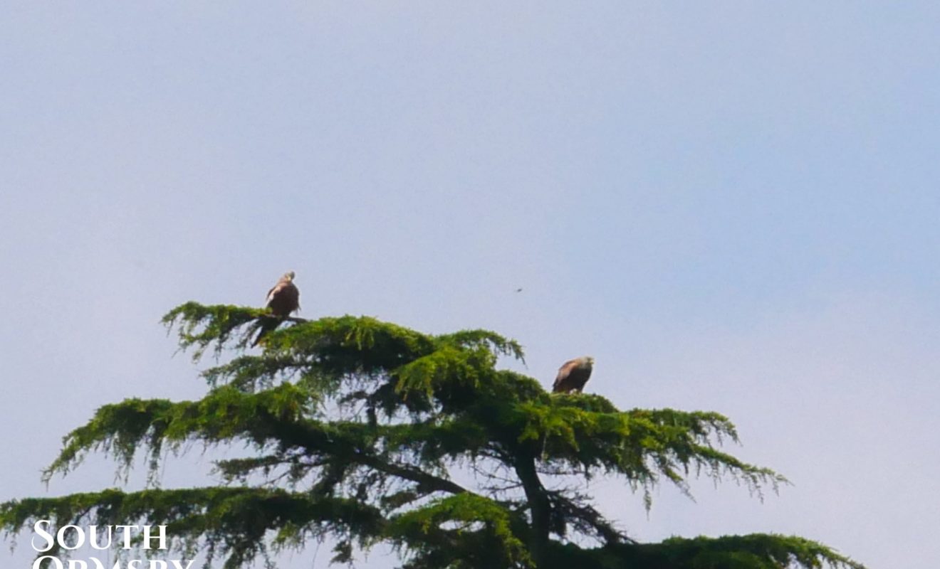 red kites