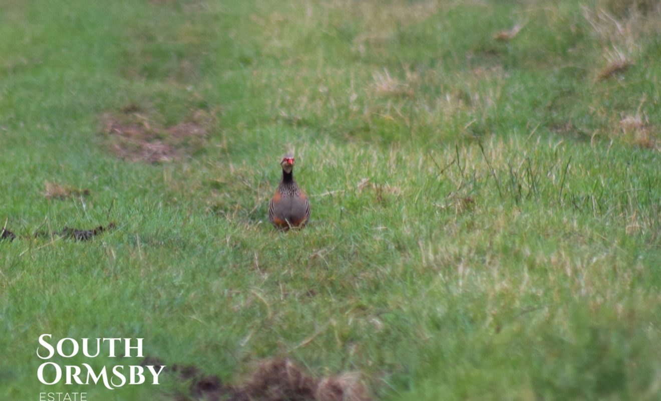 red legged partridge