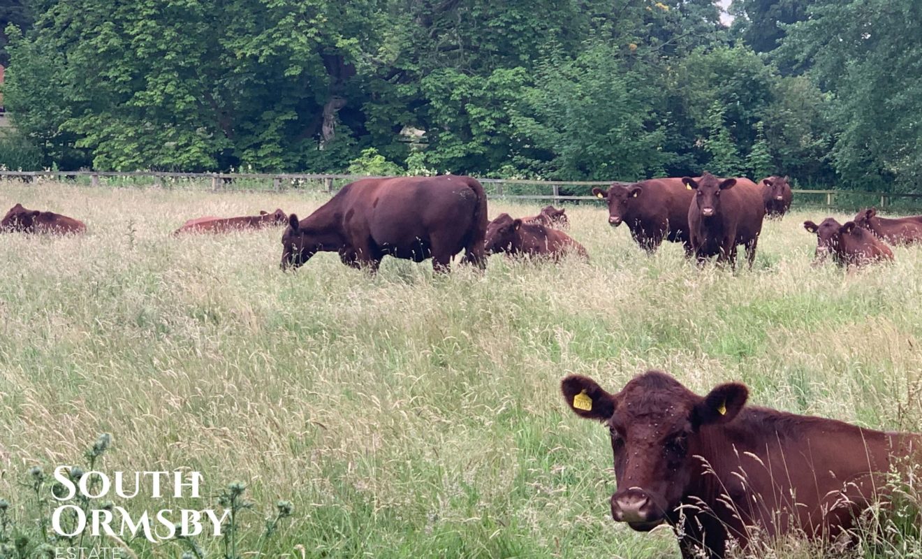 Lincoln Reds In long Grass