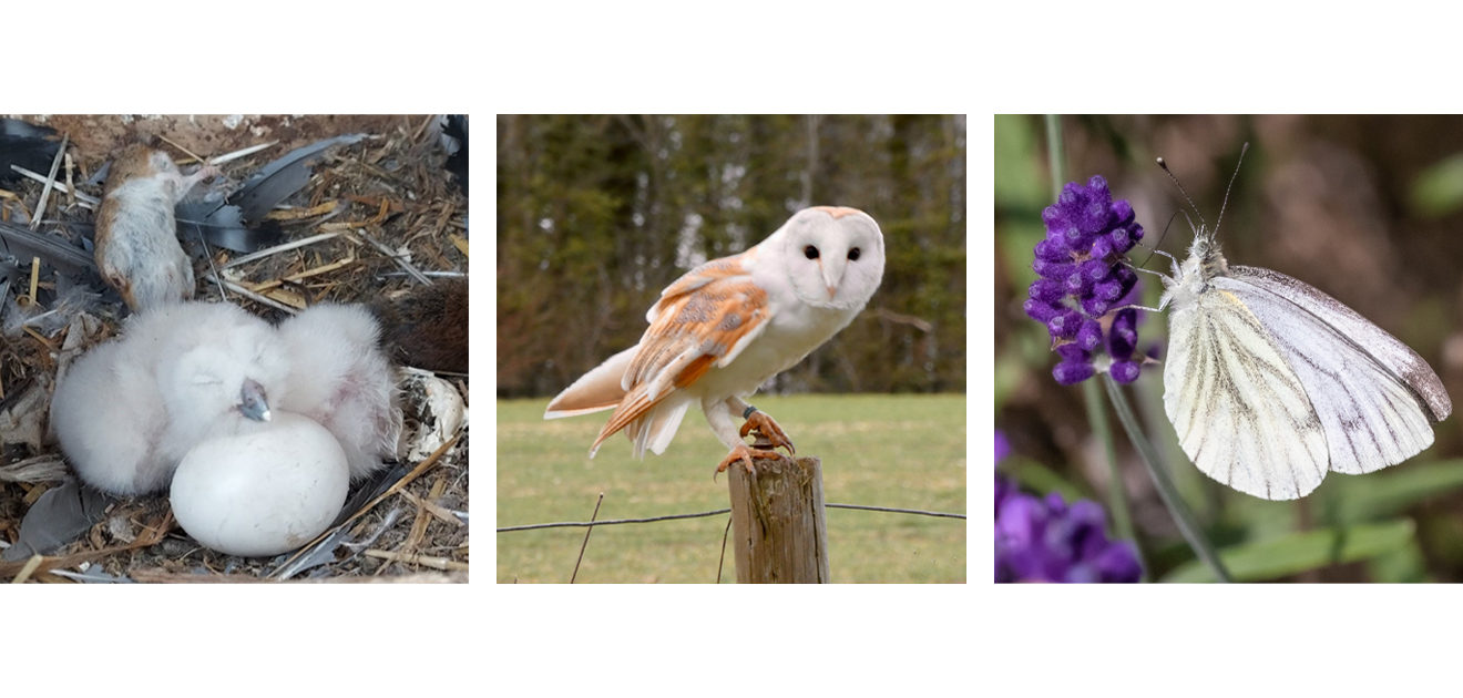 owls & butterfly