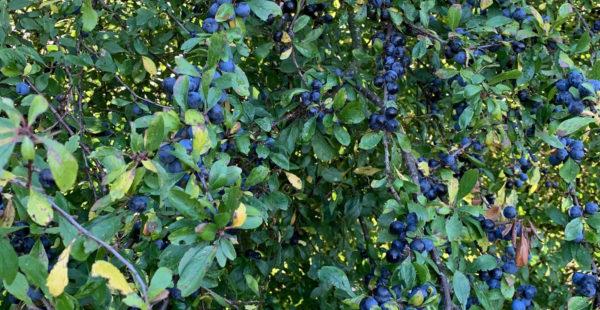 sloes