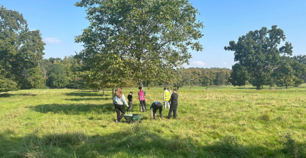 walnut tree