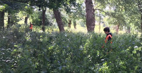 Person Walking In Long Grass