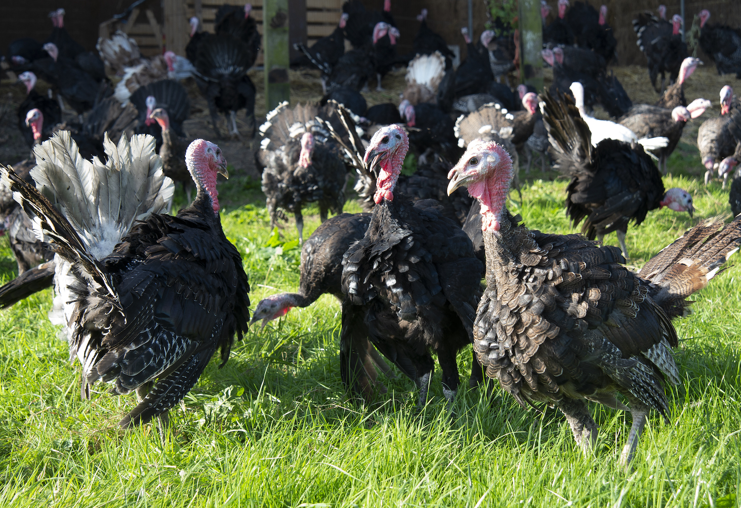 Farm-Reared Poultry - South Ormsby Estate