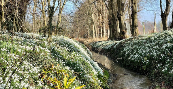 snowdrops