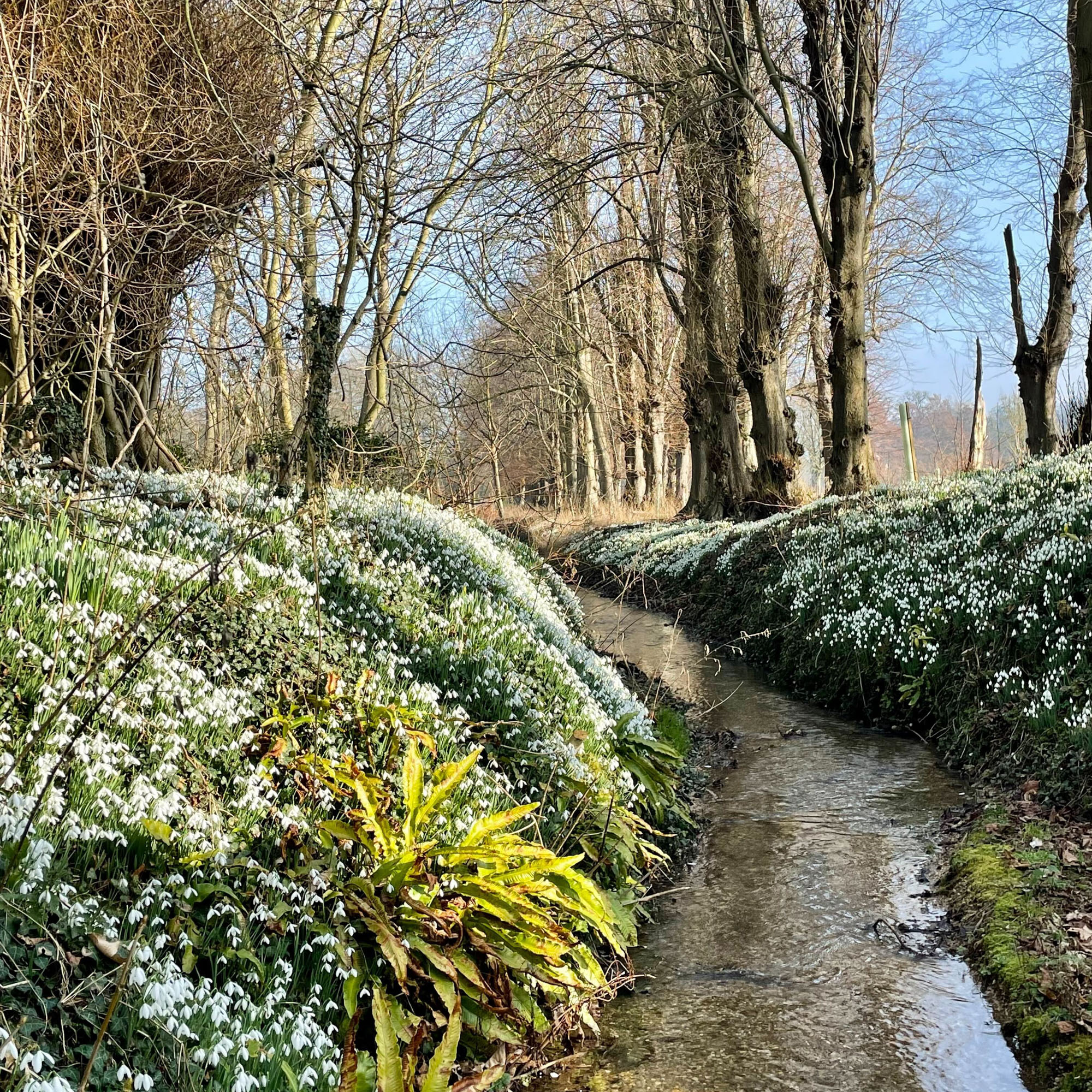 snowdrops