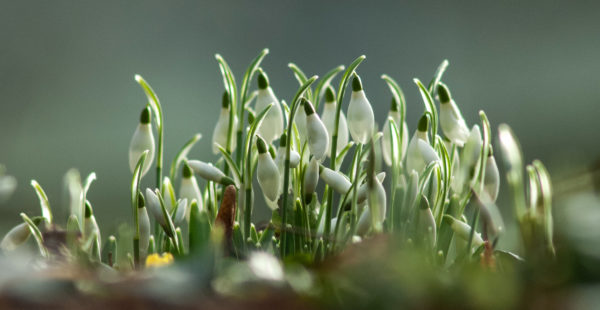 snowdrops