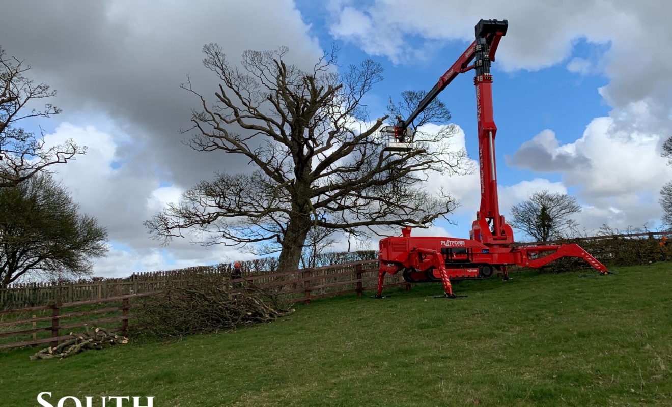 Trimming tree