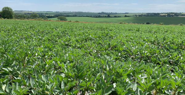 spring beans