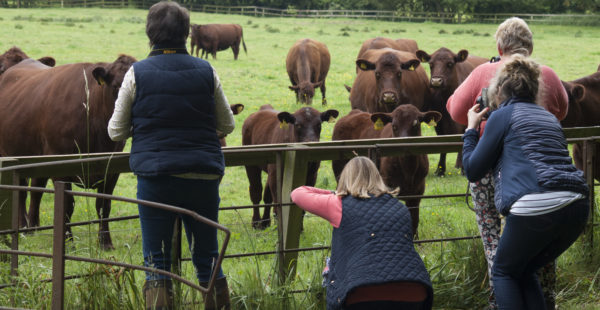 People Looking At Cows