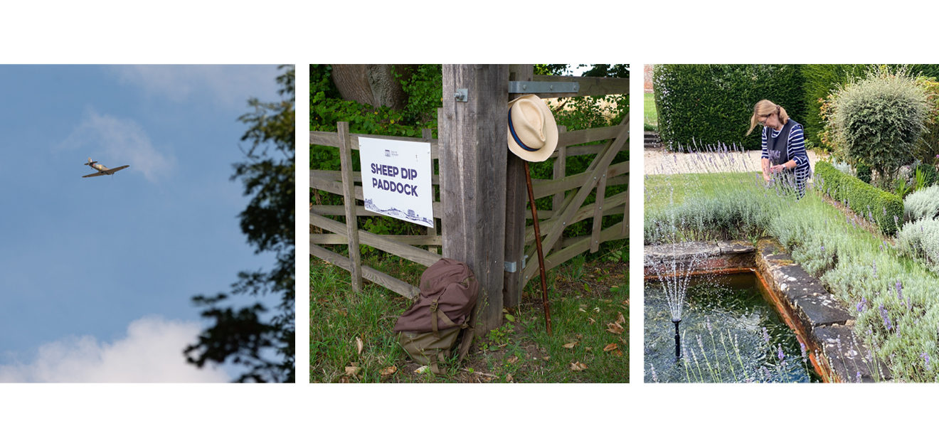 hurricane, walking stick & lavender