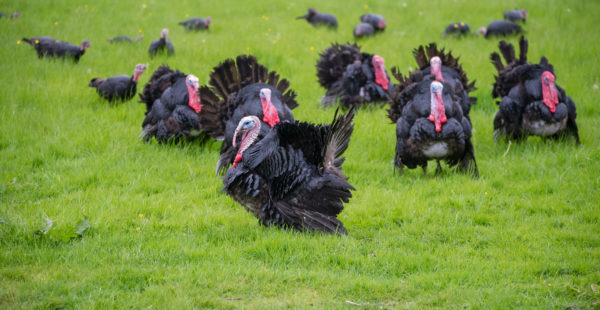 norfolk black turkeys