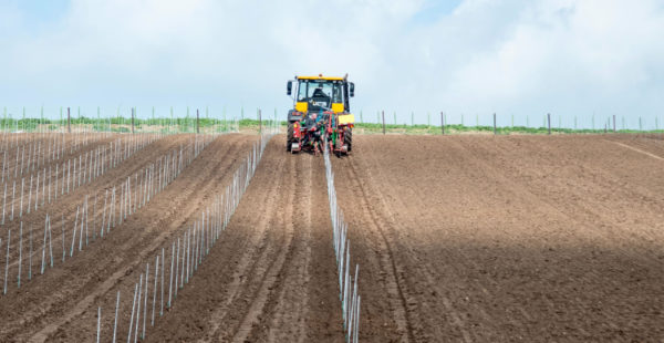 vine planting