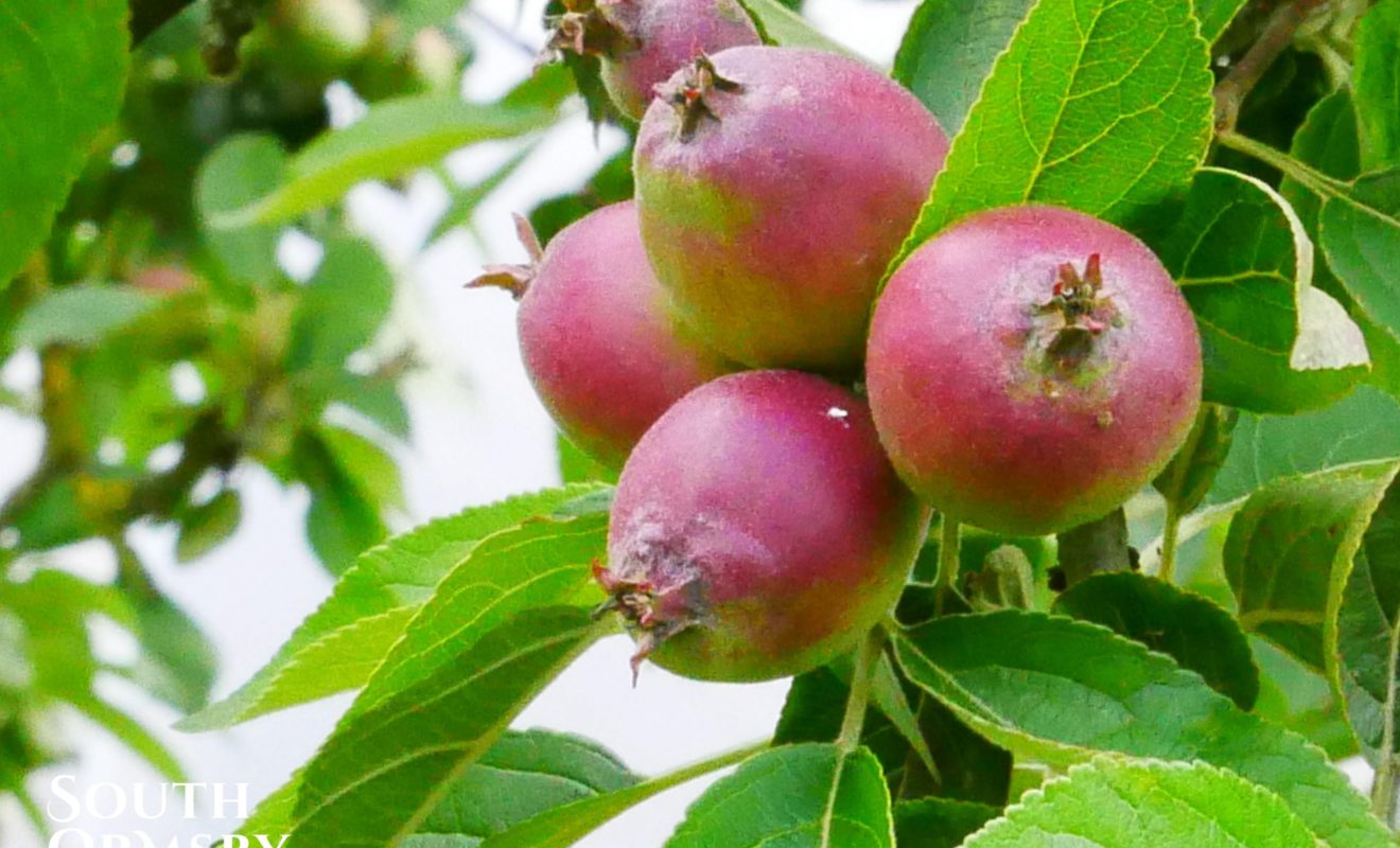 walled garden fruit